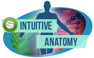 ThetaHealing® Intuitive Anatomy Sezgisel Anatomi Semineri intutive anatomy teach
