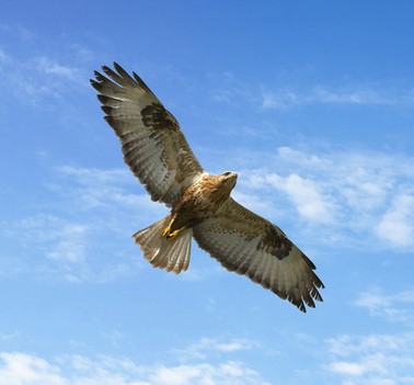 kartal